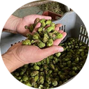 Houblon - contribue à un sommeil de qualité